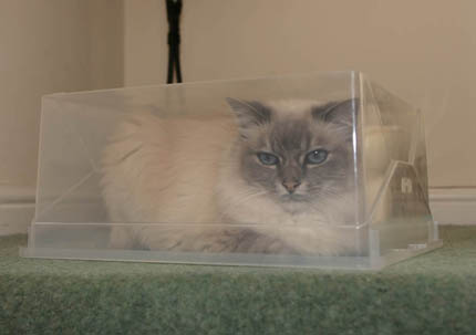 Cat In a Box
